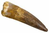 Fossil Spinosaurus Tooth - Real Dinosaur Tooth #305681-1